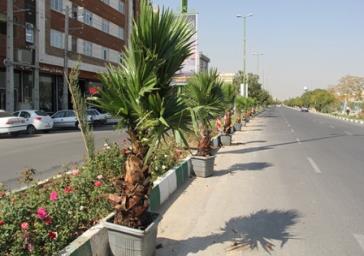 کاشت ۲۵ نخل تزیینی پالم در مبادی ورودی شهر کهریزک