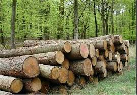 اجرای طرح توسعه زراعت چوب در استان تهران