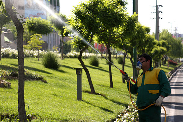 سم پاشی درختان و فضای سبز در شهریار انجام شد