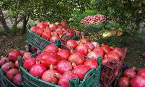 تولید سالانه ۱۷ هزار تن انار در باغ‌های استان‌ تهران