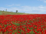 ثبت ملی دشت شقایق ها در ملارد