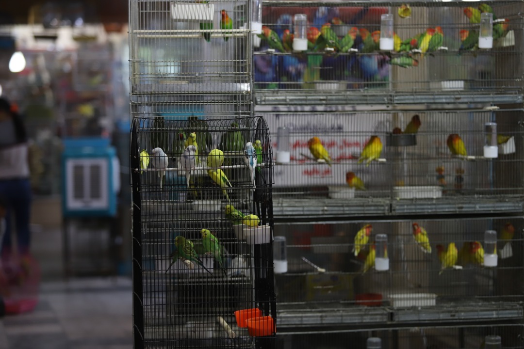 واگذاری مرکز خرید و فروش پرندگان زینتی در تهران