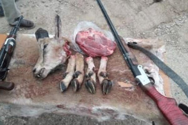 دستگیری یک گروه شکارچی غیرمجاز در فیروزکوه