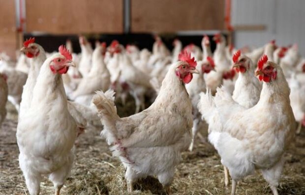 ضرورت تولید ۳۰ درصد مرغ مصرفی در استان تهران