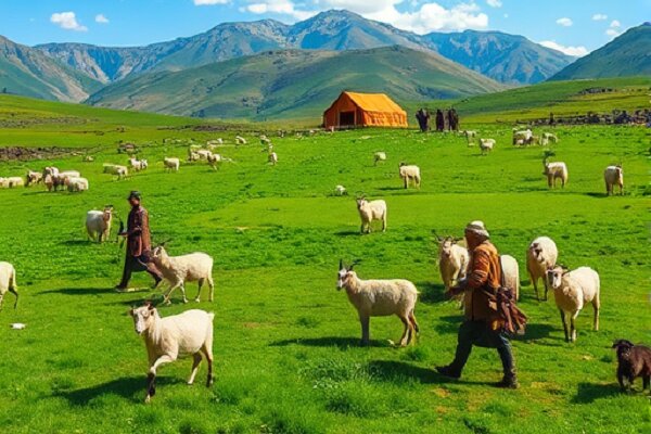 تأمین ۲۵ درصد گوشت تهران توسط عشایر