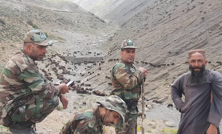 شاخ شماری ۴۲۰۰ رأس دام در دماوند