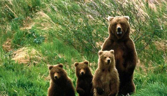 مشاهده چهار خرس قهوه ای در ارجمند