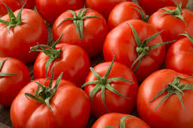 برداشت بیش از دوهزارتن گوجه فرنگی از مزارع ورامین