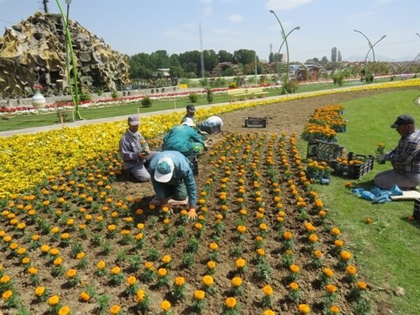 استفاده از «گیاهان غیربومی و آب بر» در شهر تهران