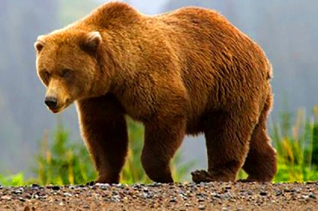 مرگ یک قلاده خرس به دلیل اصابت دو گلوله در دماوند
