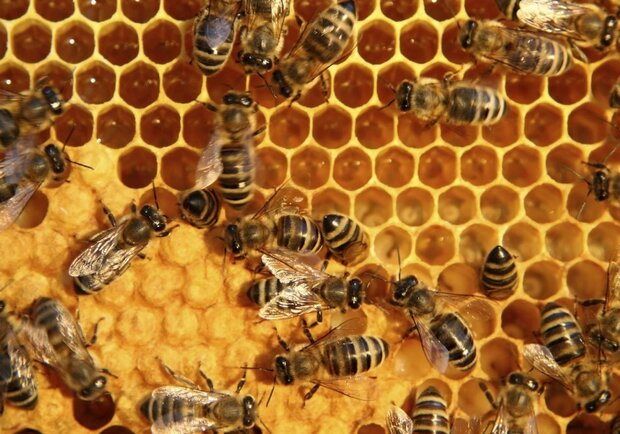 تولید ۱۱۴ تُن عسل در شهرستان شمیرانات