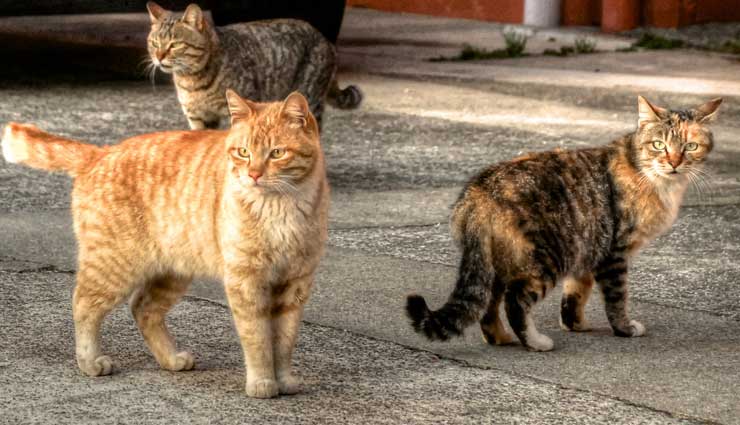 افزایش چشم گیر جمعیت گربه و کبوتر در تهران