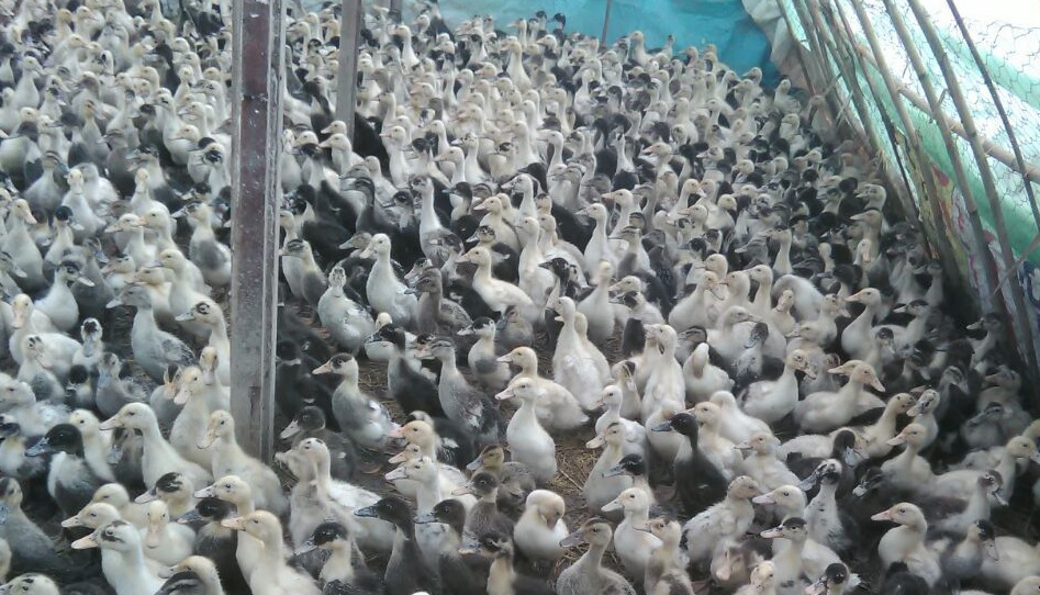 فعالیت مراکز غیرمجاز پرورش اردک در ورامین