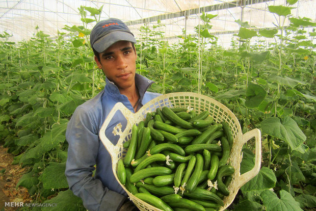 تولید خیار گلخانه ای در استان تهران