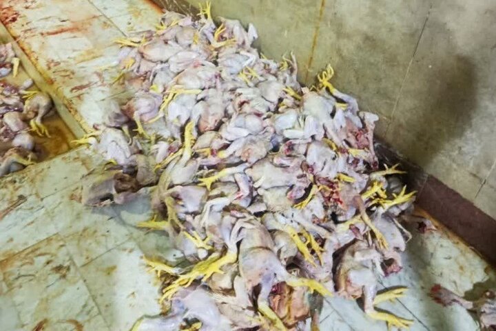 کشف محموله مرغ بدون مجوز در نصیرشهر